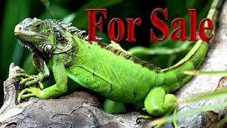 green iguana for sale in india|all over india delivery possible|iguana for sale india|iguana india😱|