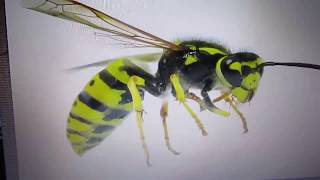 Yellow Jackets