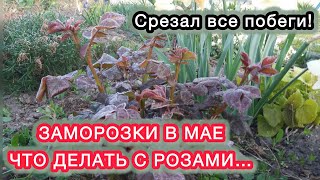 ВОССТАНАВЛИВАЕМ РОЗЫ ПОСЛЕ ЗАМОРОЗКОВ - что и как обрезать, чем подкормить и обработать.