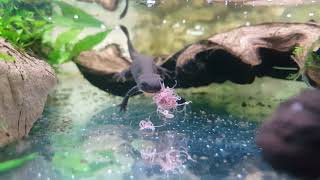 Hypselotriton orientalis comiendo tubifex