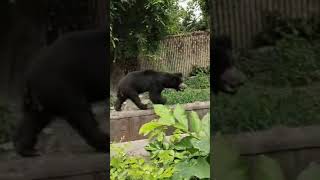 ଆସ  BEAR ଦେଖିବ। କୋଲକାତା ରେ ଥିବା ZOO.