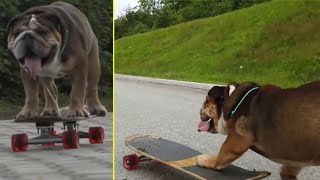 Dog and Skating Board|Amazing Video of Dog Gone Viral|Funny Video Caught by Camera