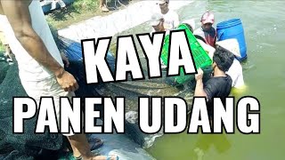 Lanjut Panen raya udang vaname menggunakan Jaring Arad sapu bersih