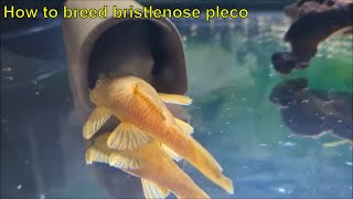 Breeding bristlenose pleco (ancistrus) - How to breed bristlenose pleco and care for pleco fry