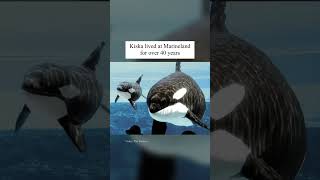 "World's Loneliest Orca" Kiska Dies at Marineland