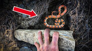 Finding Snakes Under Rocks