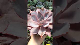 Echeveria 'Afterglow'