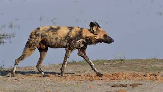 Wildhunde - Botswana - September 2019