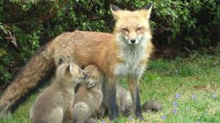 Cave Hill Red fox family on Call