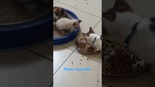 Kitten first day at home Siamese cats 💕💝💖💕💕 #kittensmeowing #cat #catlover