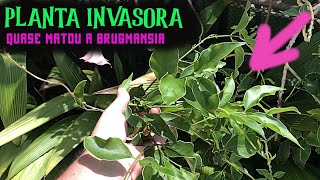 PLANTA INVASORA quase matou minha BRUGMANSIA...