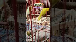 Parrot | Like | Subscribe | Share