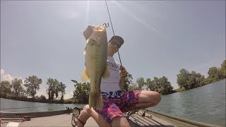 Big Bass estivo a Texas Rig - The Bass Factory Guide Service - Tenuta Isola, Pisa, Italy