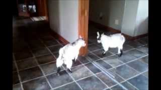 Silly goat fighting with mirror lol