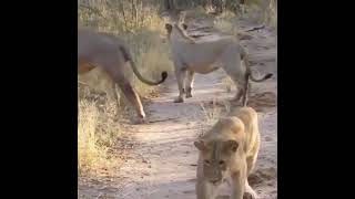 Fearless Honey badger attack VS Lion. Lion runs