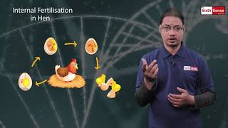 10. Internal Fertilization in Hen | Class 8 | Chapter 9