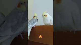 Meus amores😍🥰#shorts #calopsita #birds #cockatiel #pets #aves