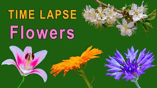 Beautiful flowers opening - 10 minutes relaxing compilation - time lapse