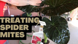 How I Rid my Alocasia of SPIDER MITES! + The Only Product I Use That Works