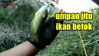 Mancing ikan betok umpan ulat pasti jossss