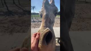 Giraffe Licks the camera