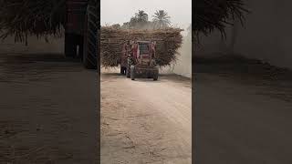 Belarus Sugarcane Loaded Trolley #shorts