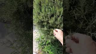 ROSEMARY IN GREECE ΔΕΝΤΡΟΛΙΒΑΝΟ