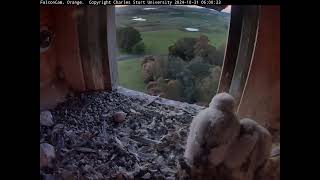 FalconCam Project 31.10.2024 05:51