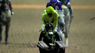 Al Ain 141124 Race 7