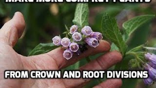 Propagating Russian comfrey bocking 14 (by Root and diivision)