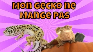 Mon gecko ne mange pas