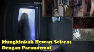 3 Hewan ini Bisa Merasakan Kehadiran Hantu, Mungkinkah Hewan Selaras Dengan Paranormal ???