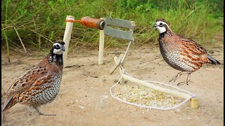 Creative build unique quail bird trap make from knife & wood / Easy Quail Bird Trap