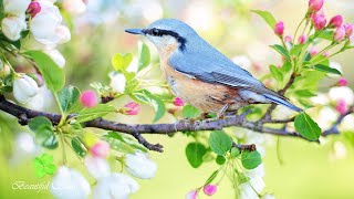 Musica relajante con la naturaleza - Reduce el estrés - Beautiful souls