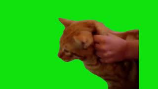 Cat Screaming NOOO Meme Green Screen Chroma Key Template #cats