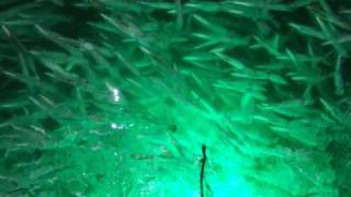 Squid Fishing