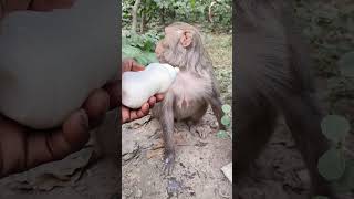 Baby mother drinking milk 🍼🐒 #monkeyvideo #bandar #monkey 0683