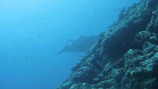 Manta Ray Cleaning Station Maldives