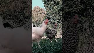 Chicken synchronous dance