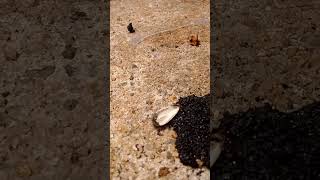 Ant dragging sunflower seed