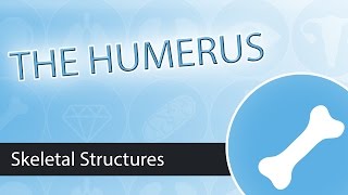 Skeletal Structures- Humerus