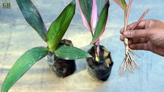 Cordyline Fruticosa or Dracaena Mahatma or Ti Plant Propagation from Cuttings