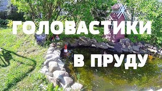 Головастики в пруду у пенсионеров.