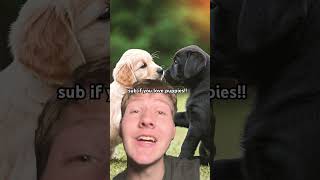 #cute #puppy #views #viralvideo #puppies #love #subscribe #shorts #shortvideo