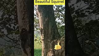 Amazing🐿️🐿️ Squirrels #kathbirali #shorts #animals