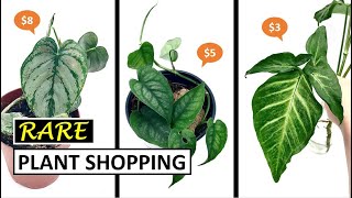 Everything Under $20! Guess What I Found? UNEXPECTED Houseplant Sale Shopping with Me