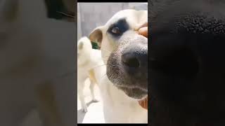 barking dog doesn't bite ?  #cameramanneverdies  #trending #shorts