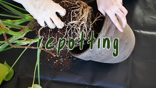 REPOT WITH ME |  monstera deliciosa, gregory