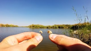 Насаживания опарыша на крючок.Рыбалка.Fishing