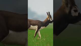 #Mountain# bongo #Scimitar oryx #Blackbuck #Nilgai